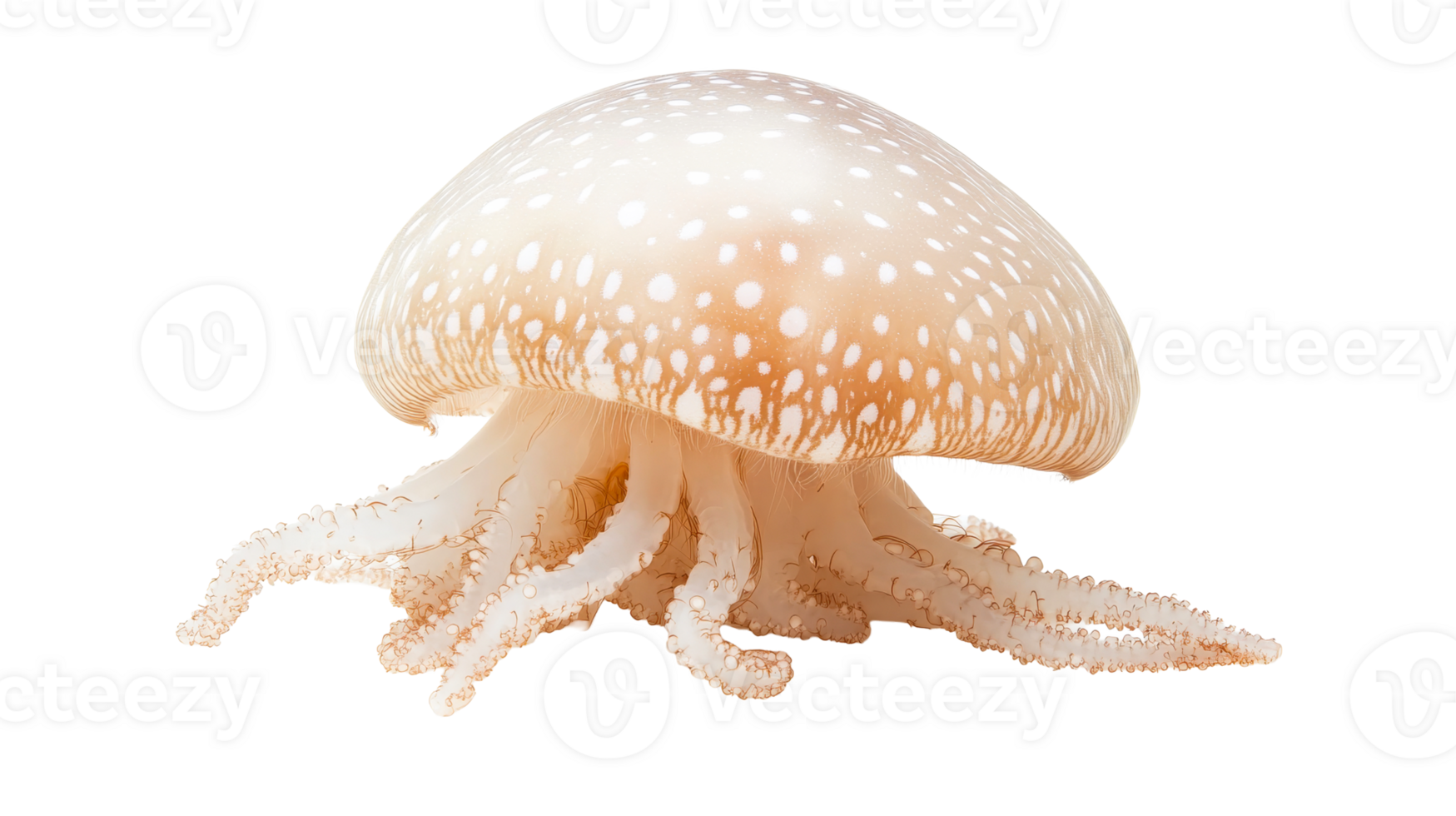 Spotted jellyfish floats, marine wildlife polyp, nature fauna, cut out transparent png