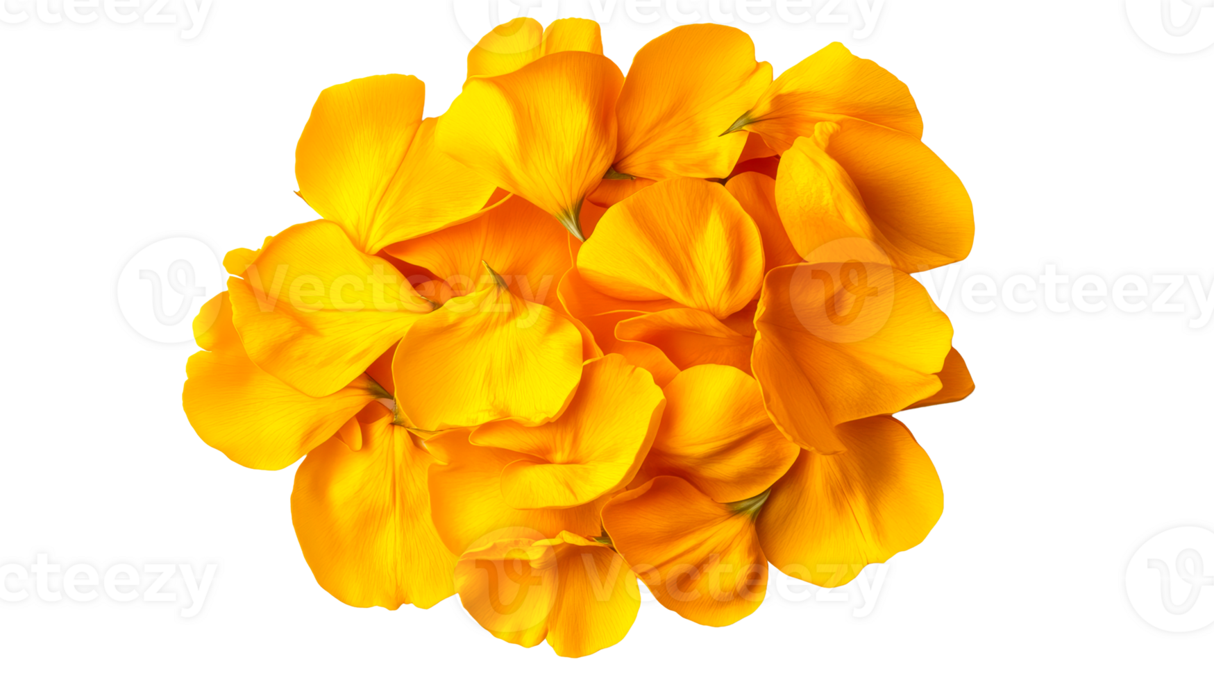 Yellow petals background arrangement, floral design element, isolated, cut out transparent png