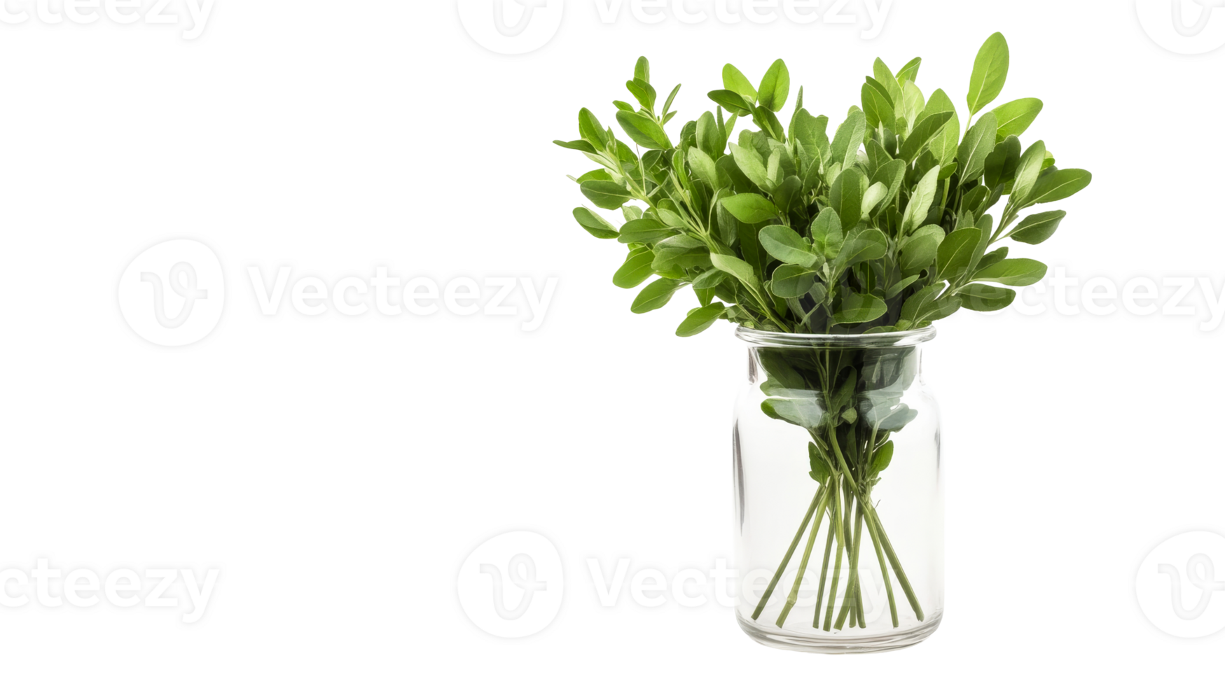 Green leaves in vase, clean background, fresh, foliage, bunch, plant , cut out transparent png