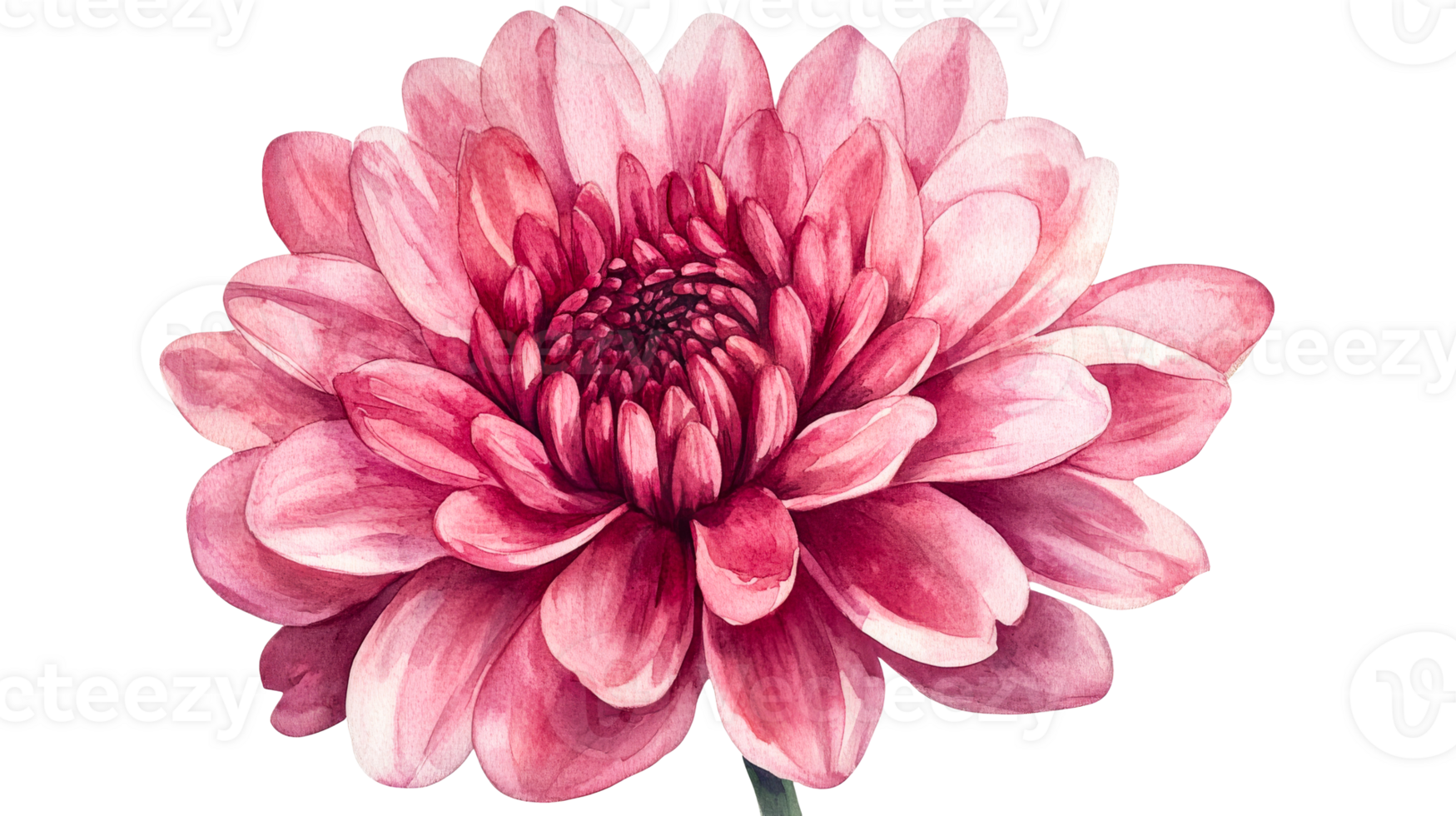 Watercolor Dahlia flower, isolated bloom in pink, cut out transparent png