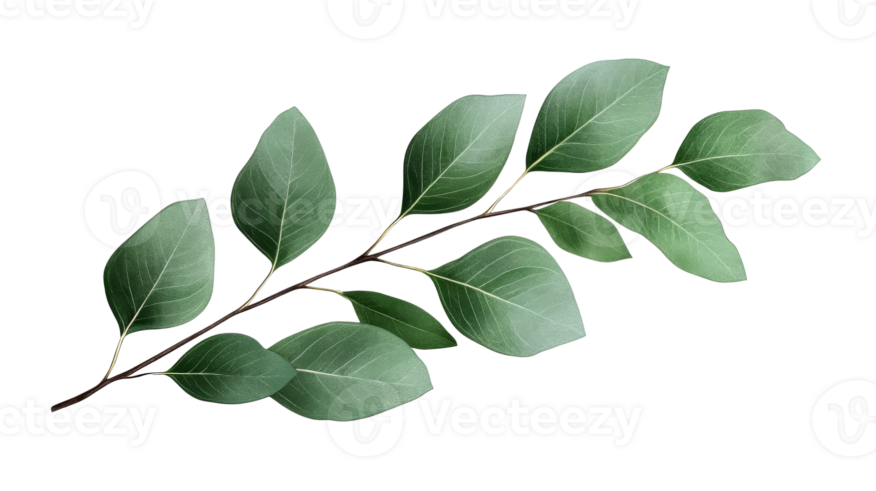 Branch with green leaves foliage, freshness, isolated, cut out transparent png