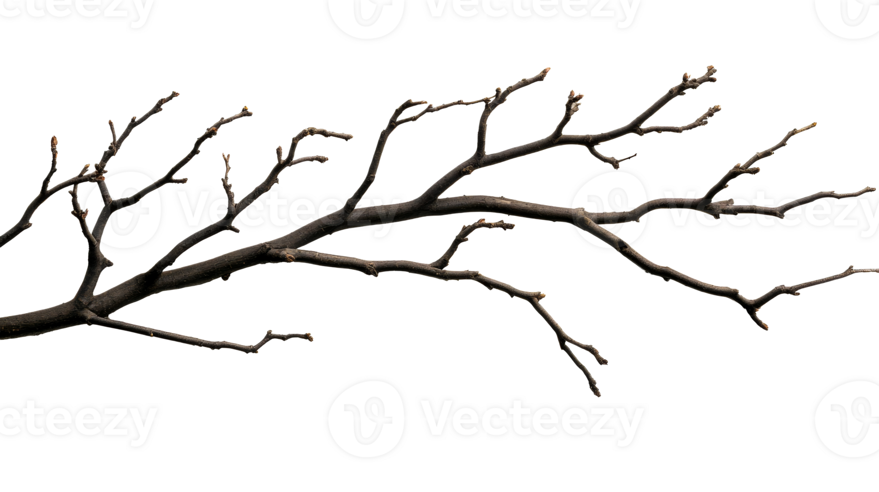 Leafless bare branch, winter tree twig detail, against black background, cut out transparent png