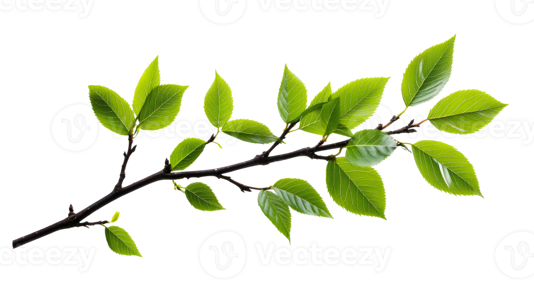 Fresh Leaves on Branch Isolated, Cut Out Transparent png
