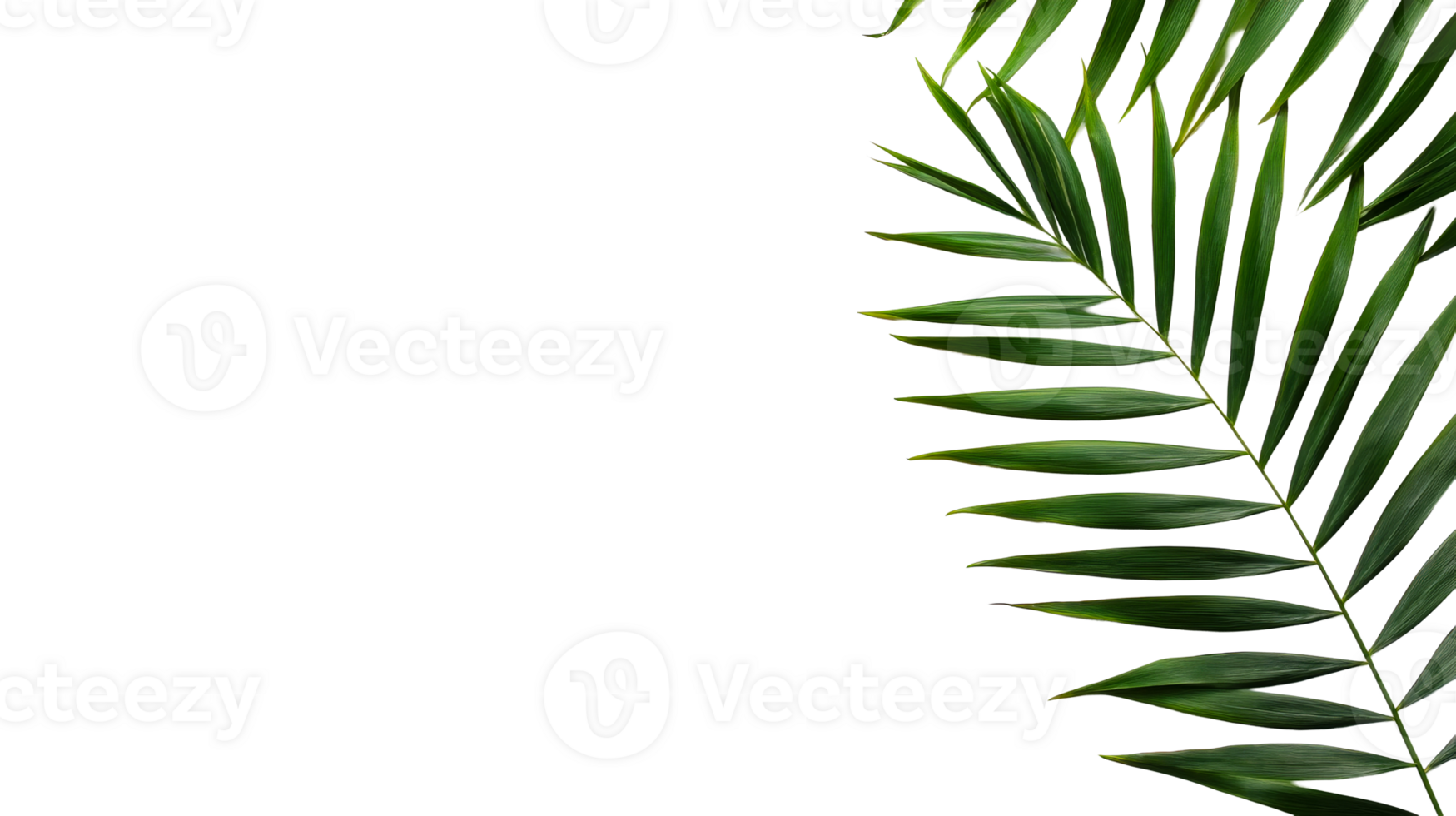 Palm leaves on black background studio shot, cut out transparent png
