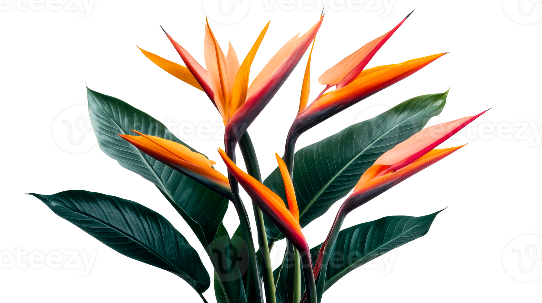 Bird of Paradise Flowers, Vibrant Colors, Isolated Black Background, cut out transparent png