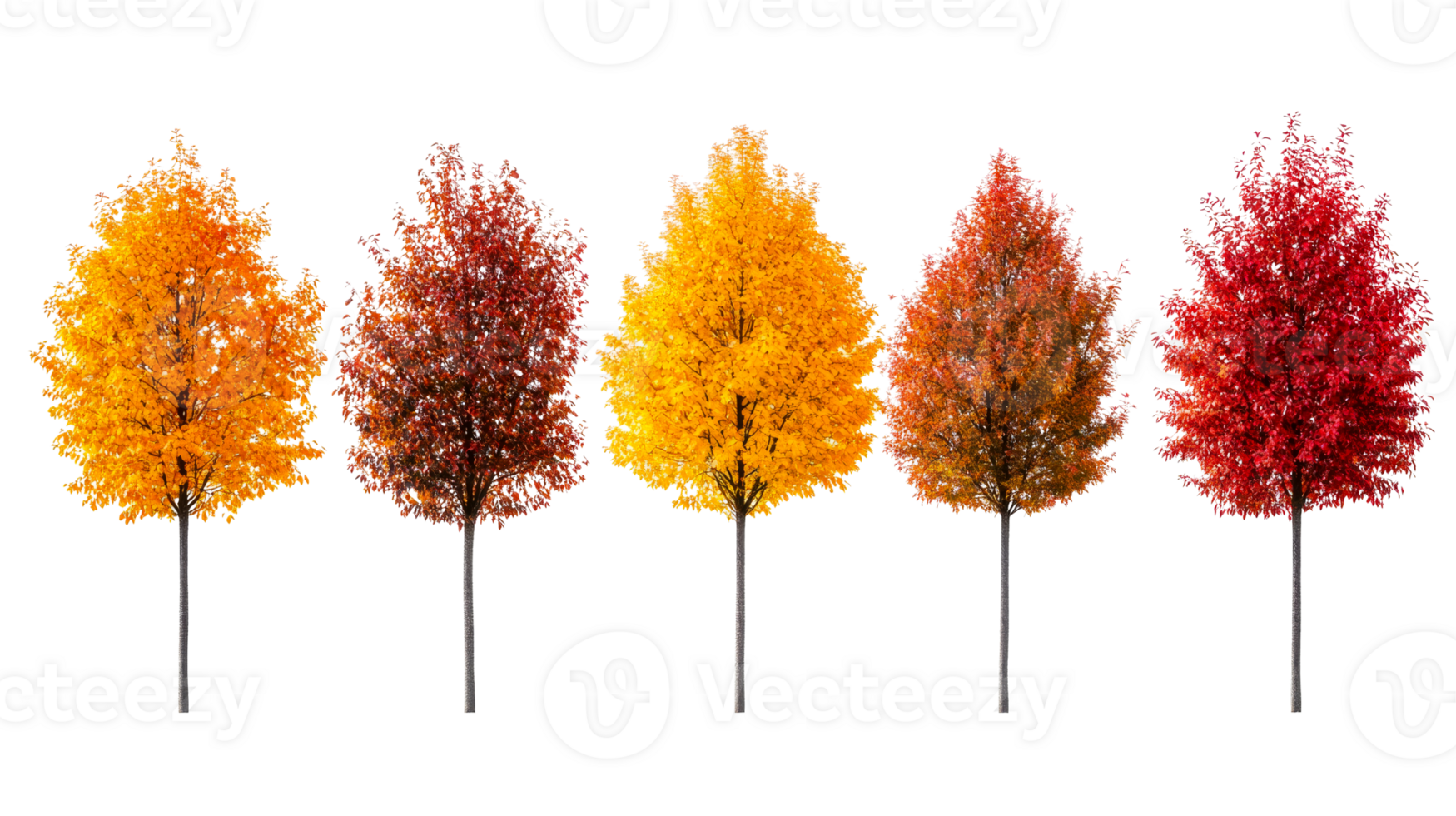 Row of trees in autumn colors showing the seasonal change, cut out transparent png