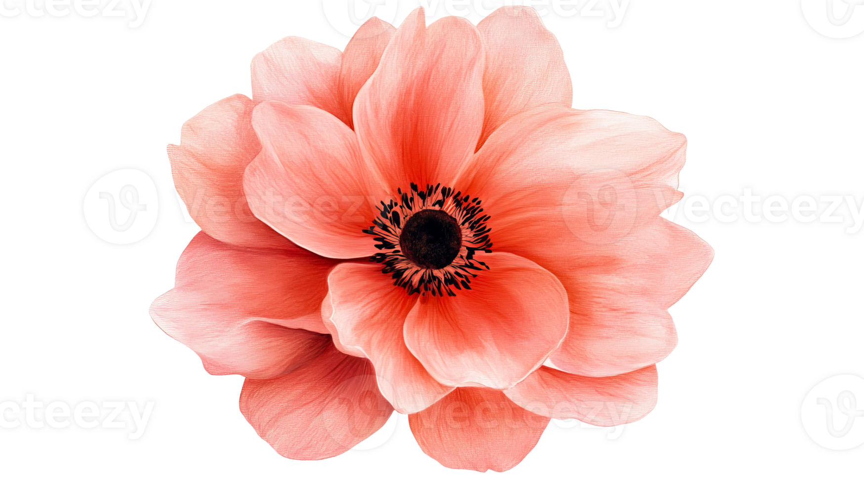 Light pink anemone, blossom of flower, petal and pollen, cut out transparent png