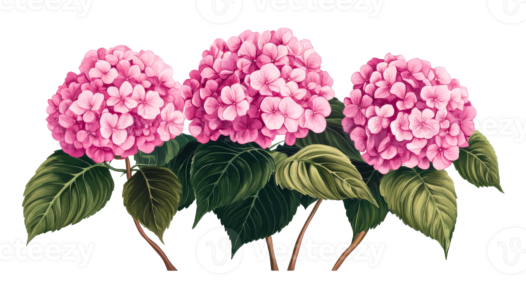 Three pink hydrangeas, decorative floral arrangement, cut out transparent png