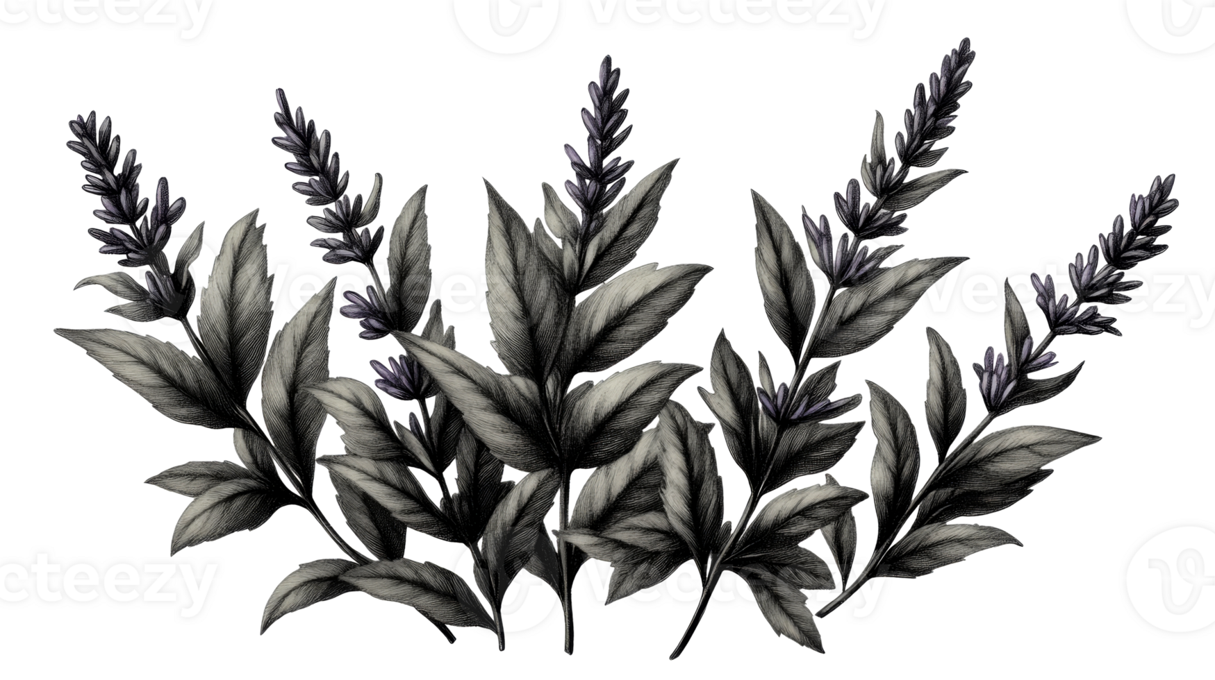 Lavender illustration with leaves, hand drawn, detailed, cut out transparent png