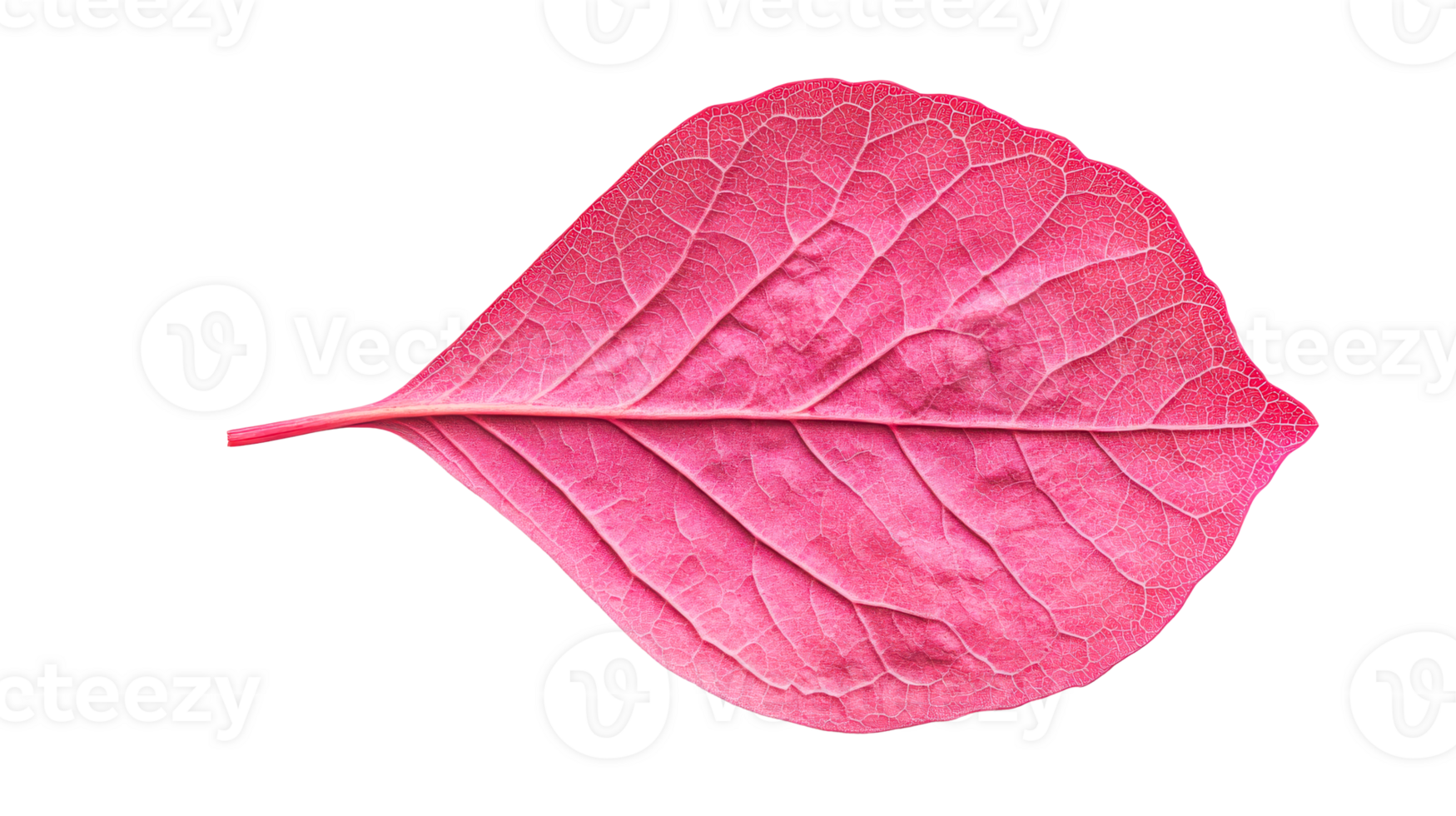 Textured pink leaf with detailed veins on a black background, cut out transparent png