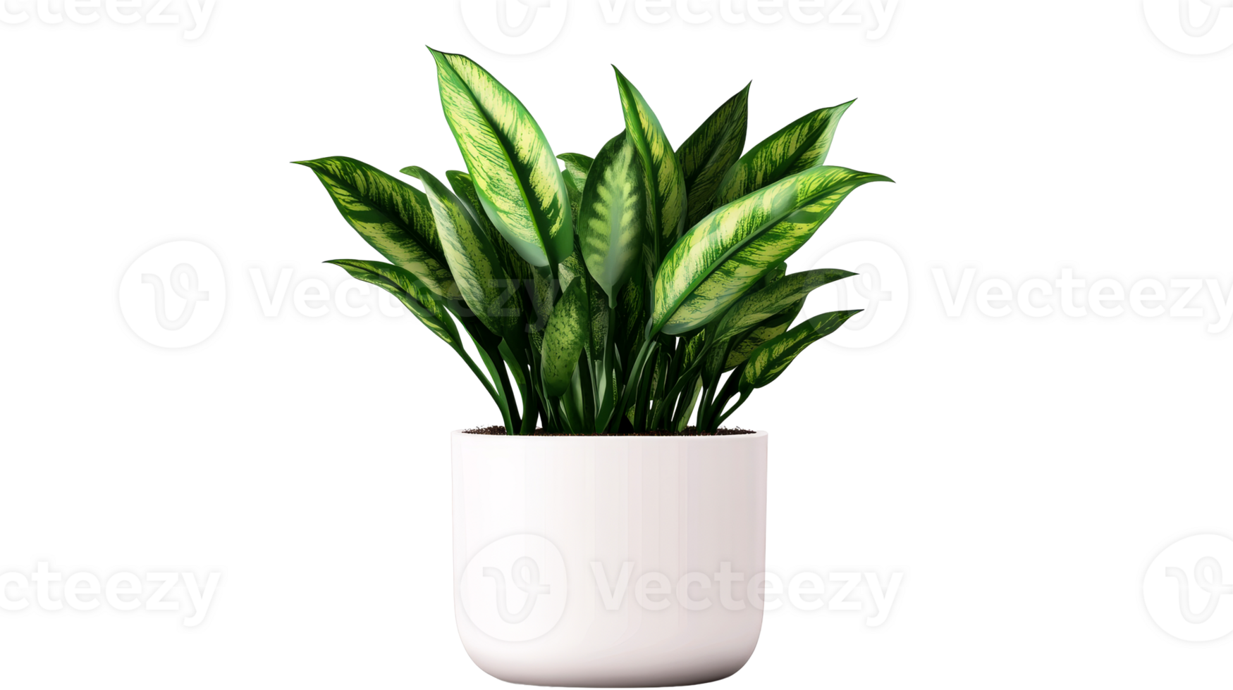 Dieffenbachia in a white pot, isolated against black, cut out transparent png