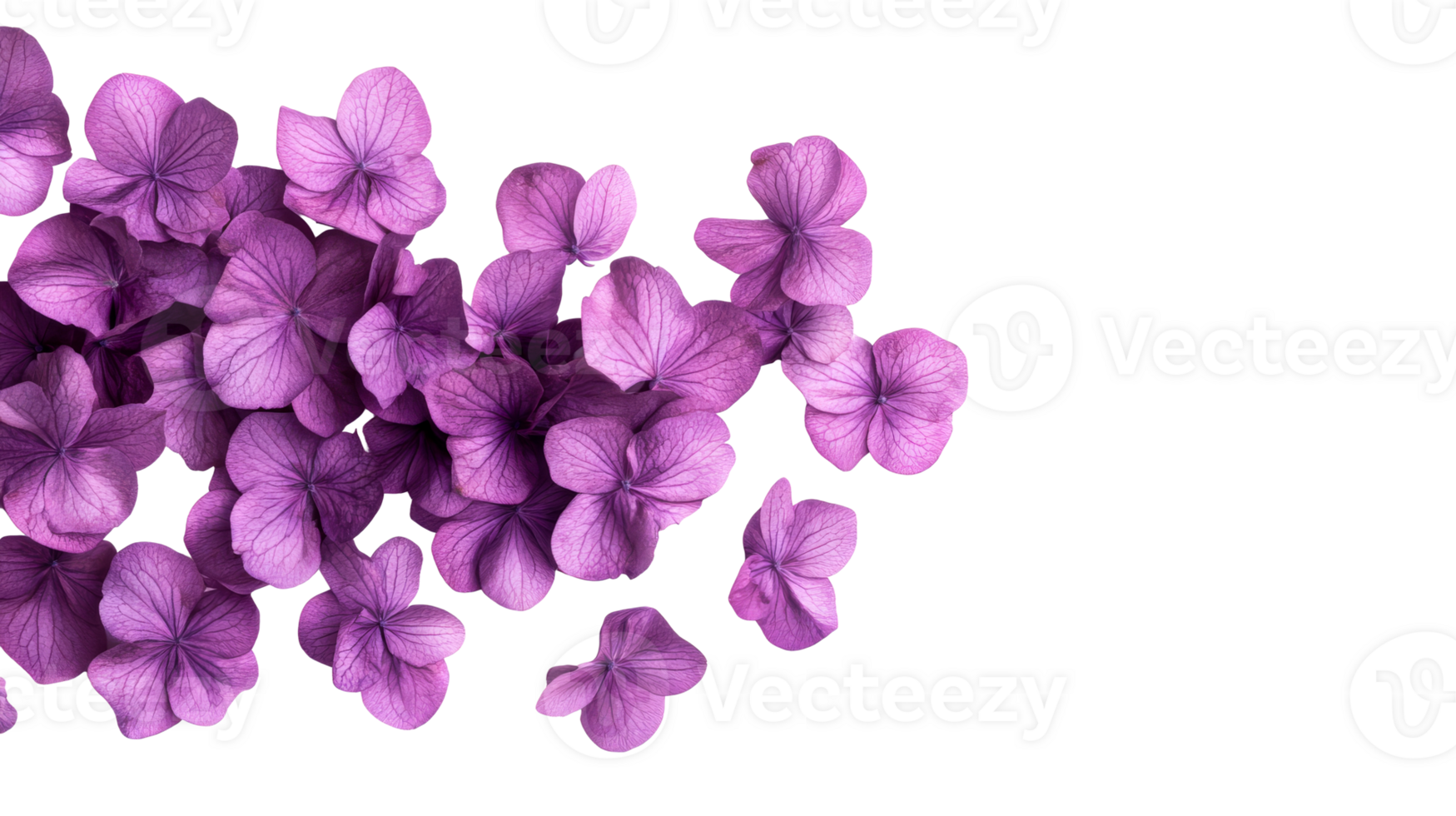 Elegant purple hydrangea blossoms on black background, cut out transparent png