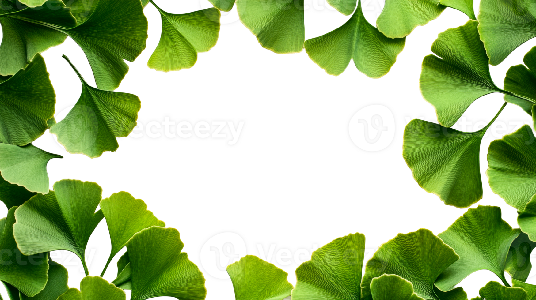 Ginkgo leaves border on black, fresh botanical background, cut out transparent png