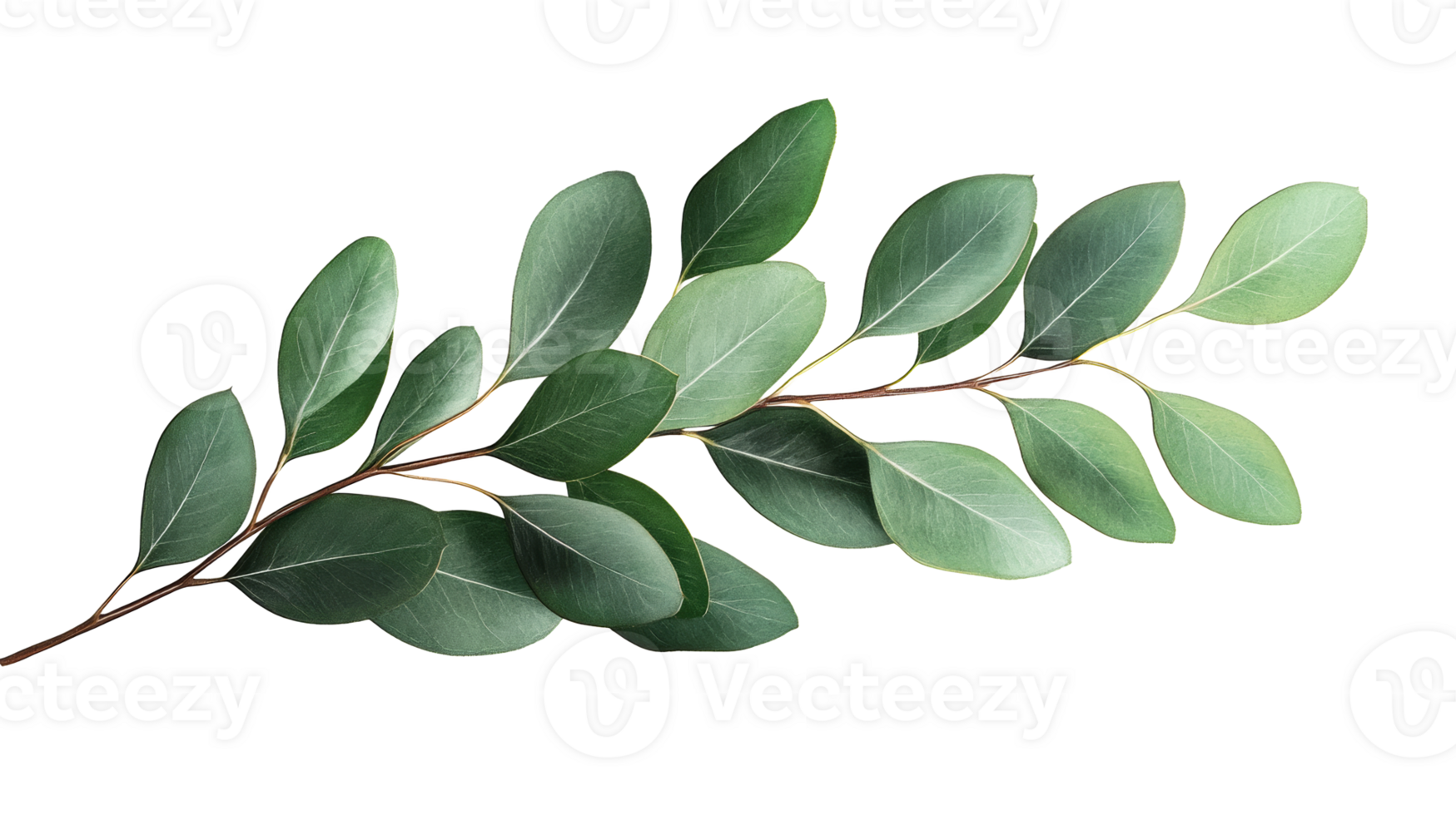 Eucalyptus branch with green leaves and brown stem, cut out transparent png
