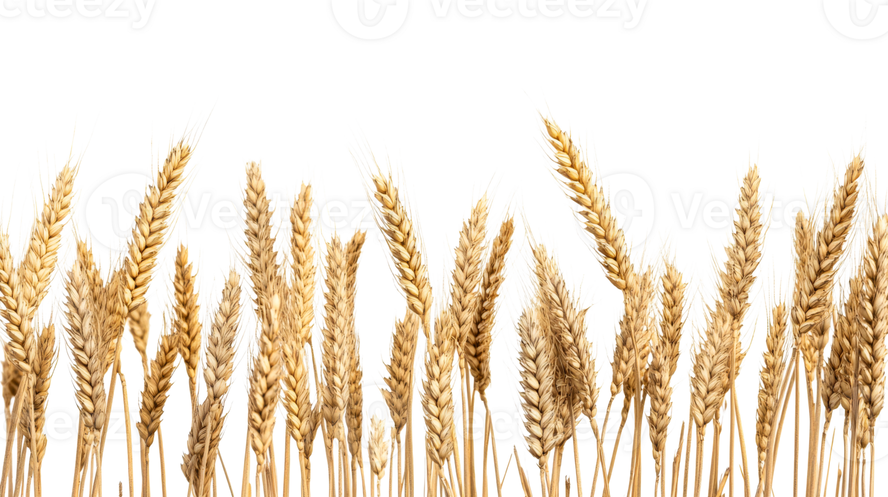Ripe golden wheat ears isolated on black background, cut out transparent png