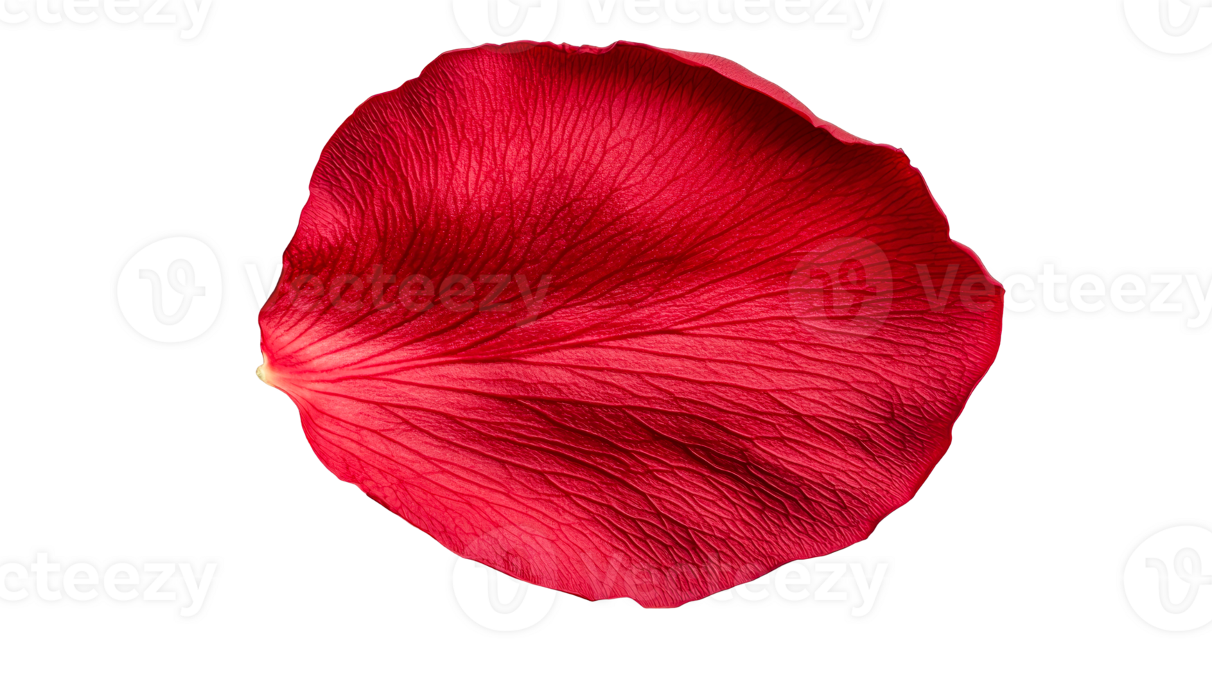 Detailed red petal with natural veins on dark background, cut out transparent png
