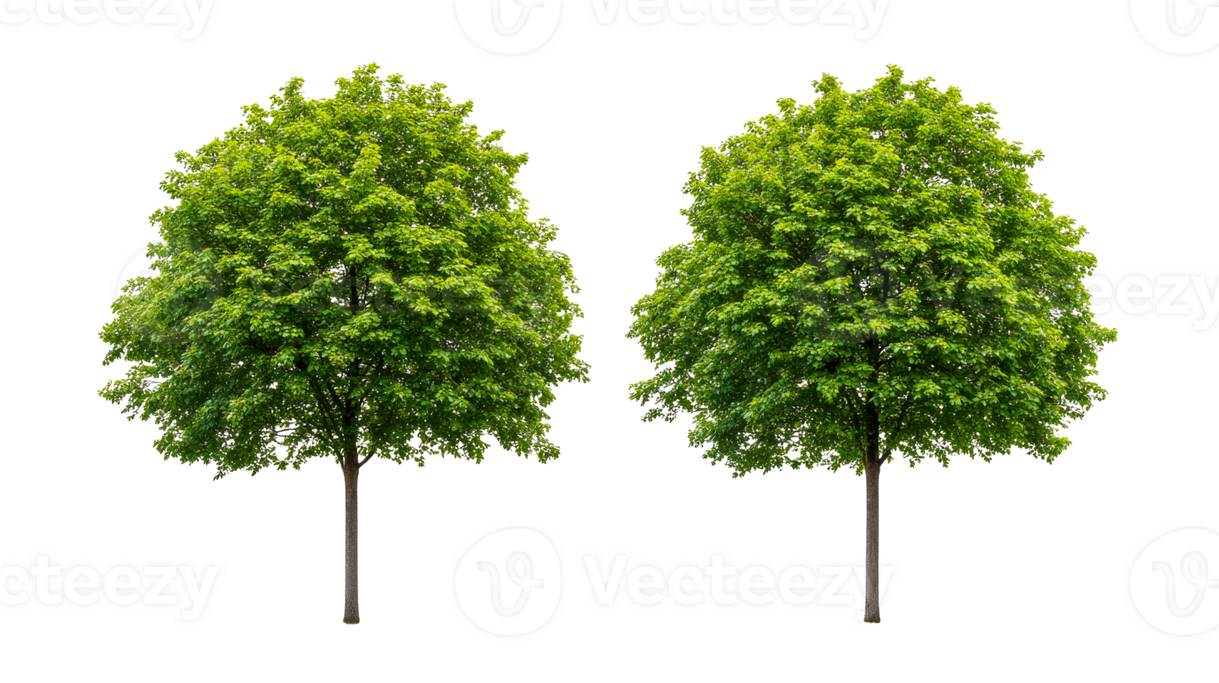 Two green trees with lush foliage against black background, cut out transparent png