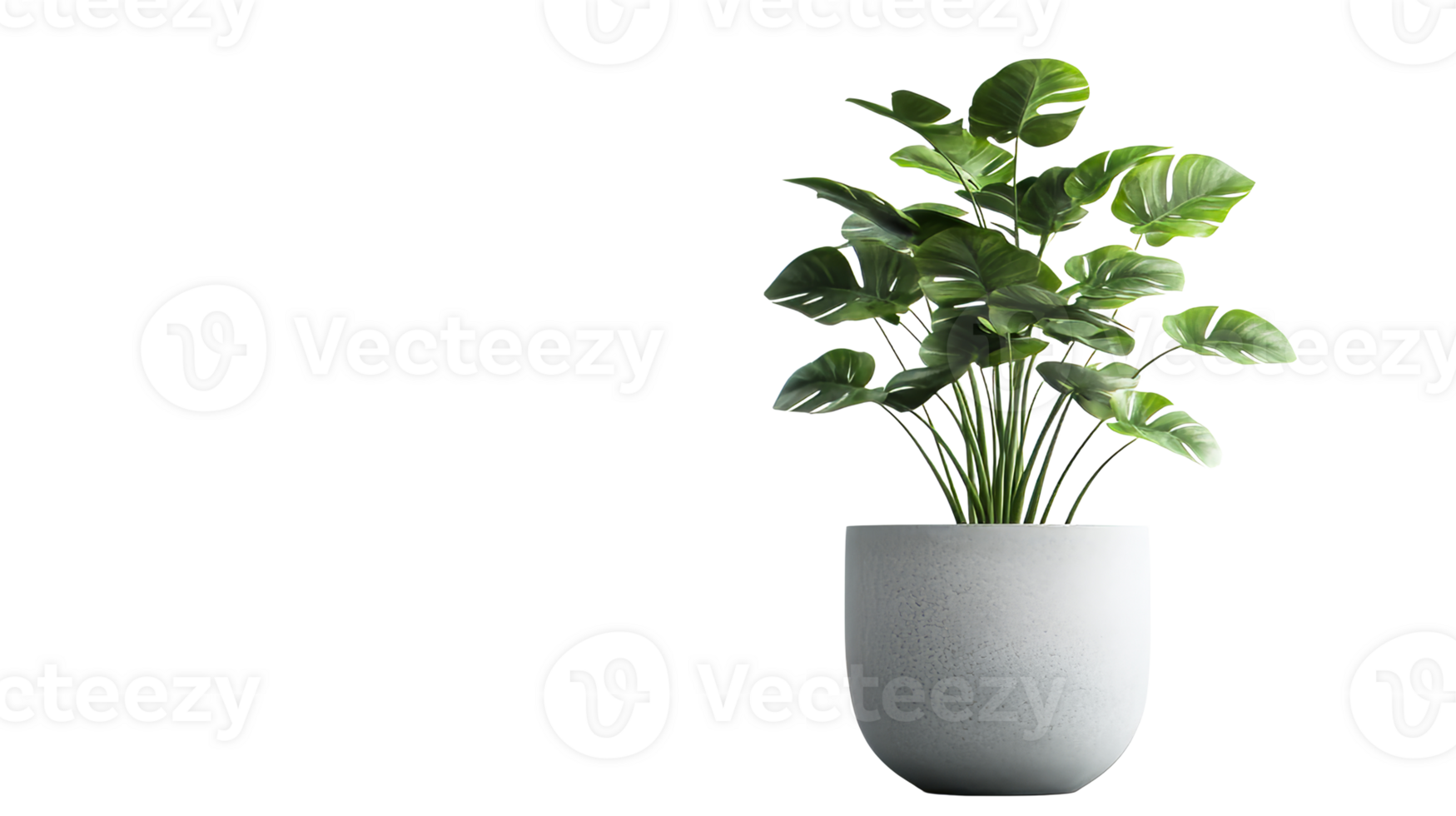 Plant in pot against black background for decoration, cut out transparent png
