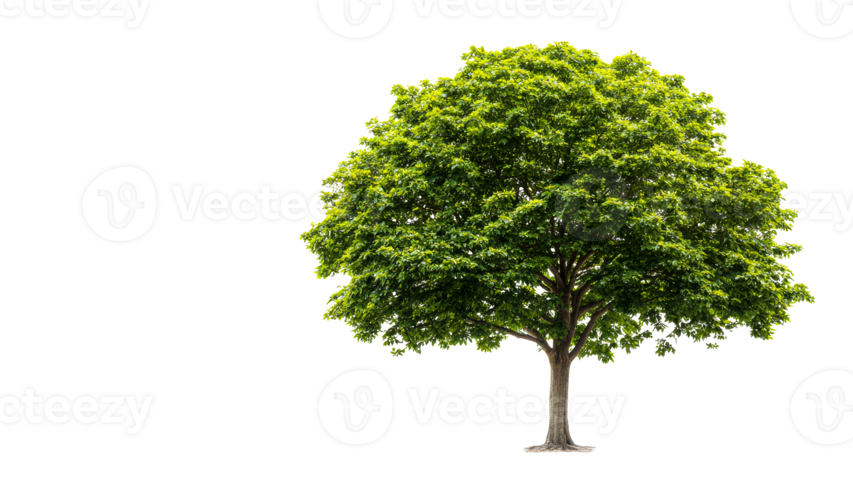 Tree with lush green leaves, isolated on black background, cut out transparent png