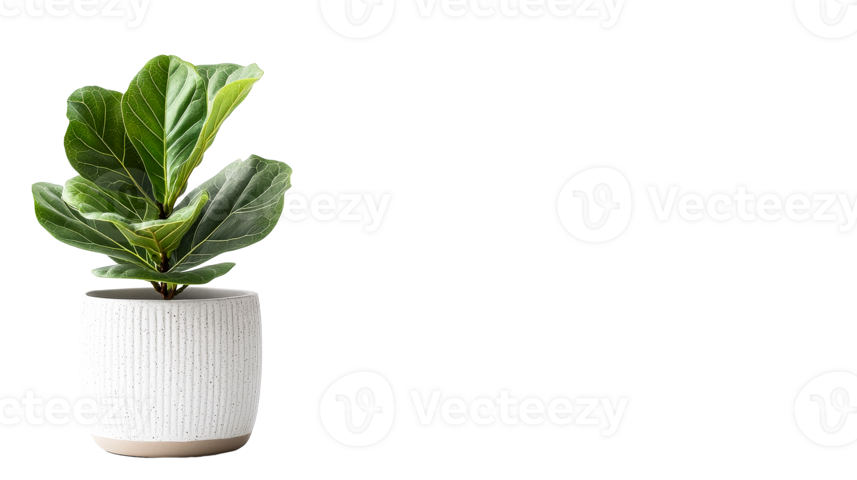 Stylish Fiddle Leaf Fig in Textured Pot, cut out transparent png