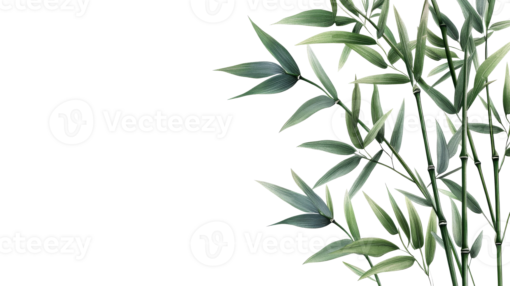 Bamboo stalk and leaves on a dark background, cut out transparent png