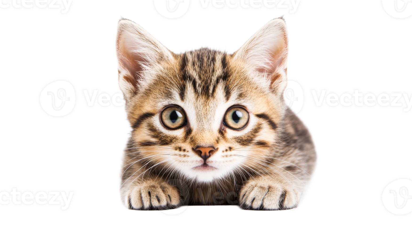Adorable tabby kitten with charming gaze, cut out transparent png