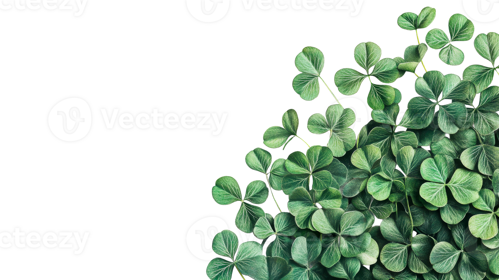 Shamrock green leaves with black background, symbol of Ireland, cut out transparent png