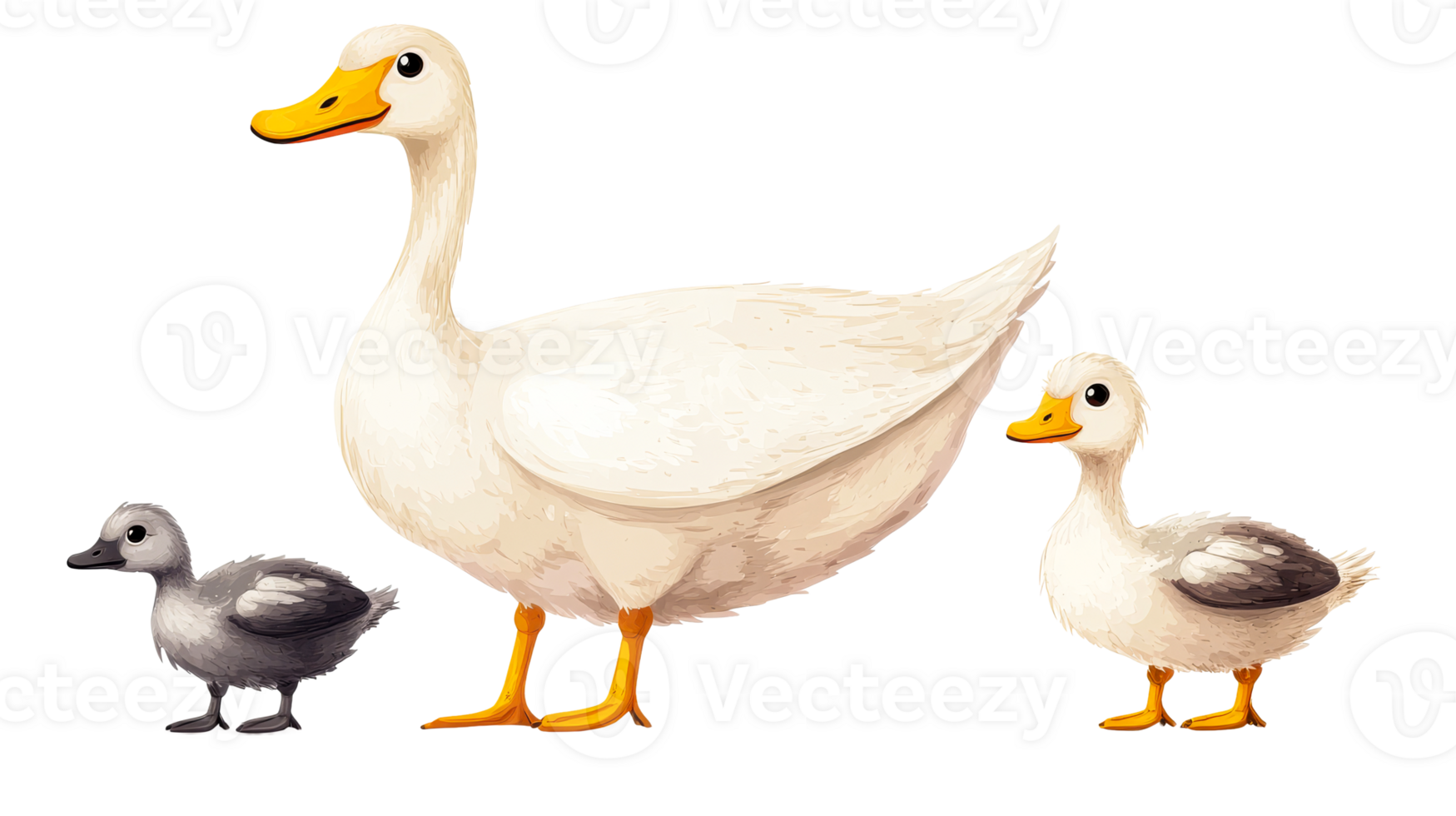 Duck, ducklings, poultry, wildlife, bird family, waterfowl, isolated, cut out transparent png