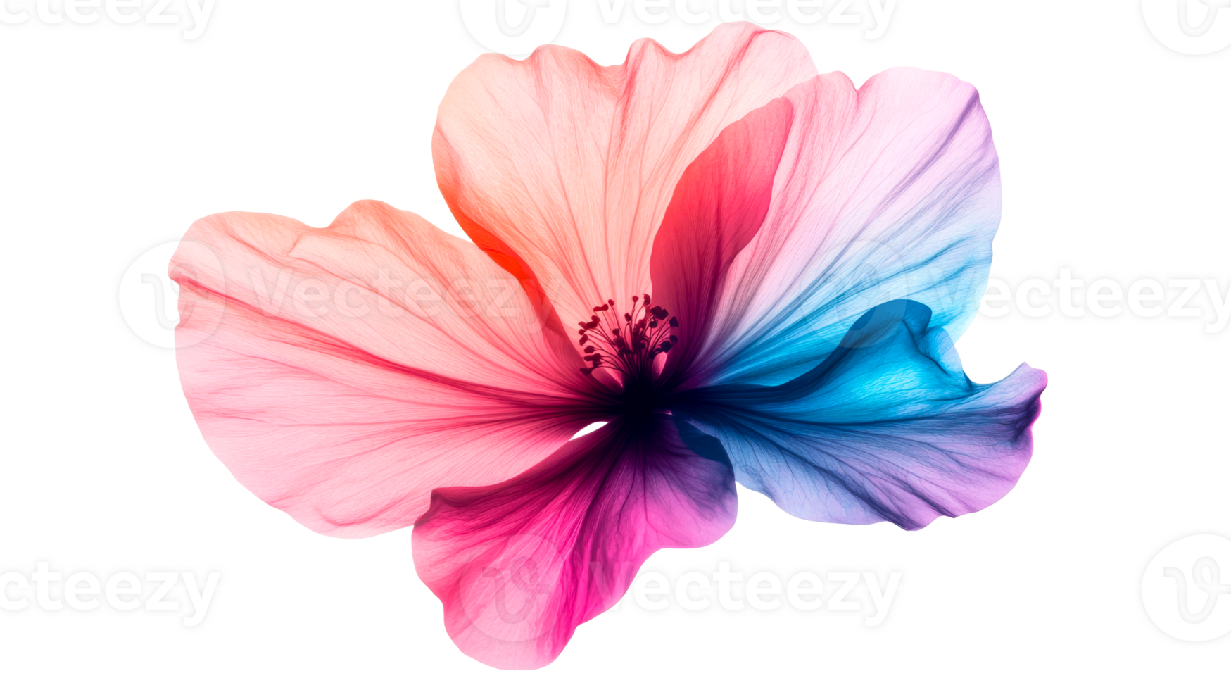 Colorful hibiscus flower with delicate petals, cut out transparent png