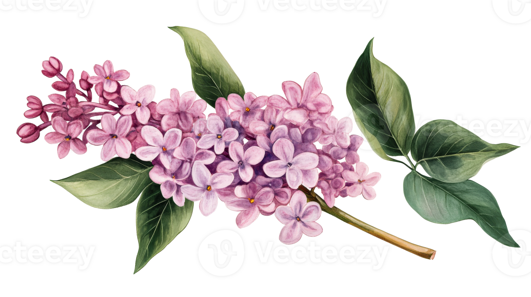 Lilac branch illustration isolated on a transparent background, cut out transparent png