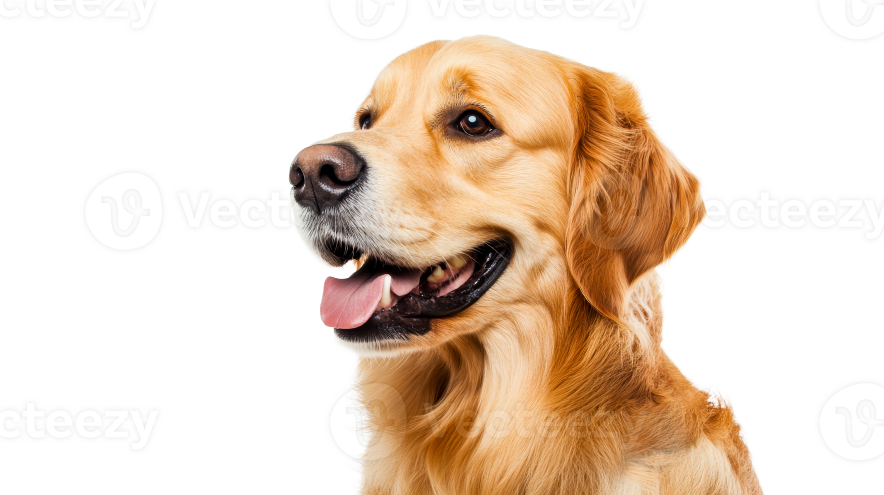 Golden Retriever smiles calmly, mouth open, looks to the side, cut out transparent png
