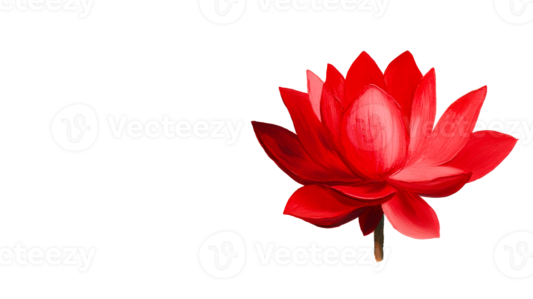 Red lotus flower on black background, close-up, isolated , cut out transparent png