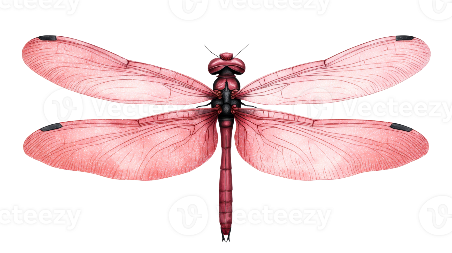 Pink dragonfly with veined wings, insect illustration, nature artwork, cut out transparent png