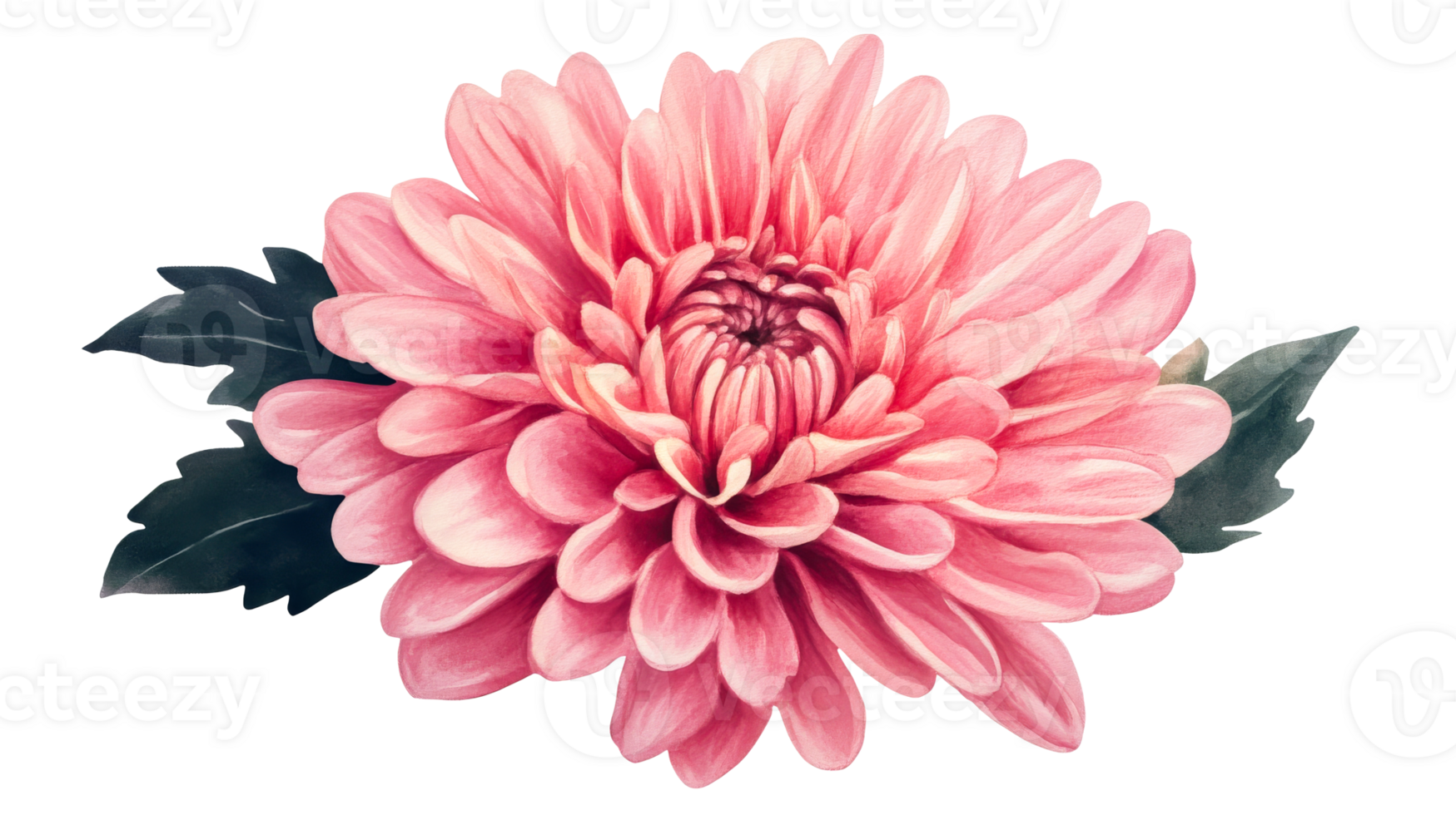 Pink dahlia flower with leaves on black background, cut out transparent png