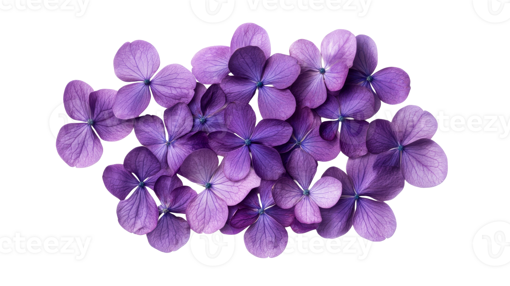 Purple Hydrangea Flowers Group Arrangement On Black Background, cut out transparent png