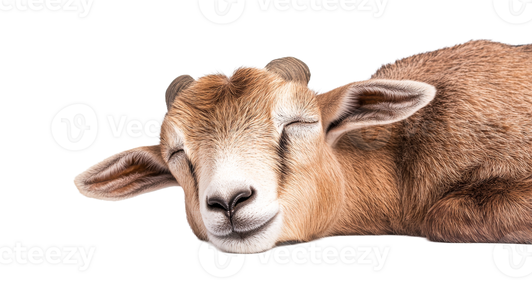 A cute goat kid is sleeping peacefully, cut out transparent png