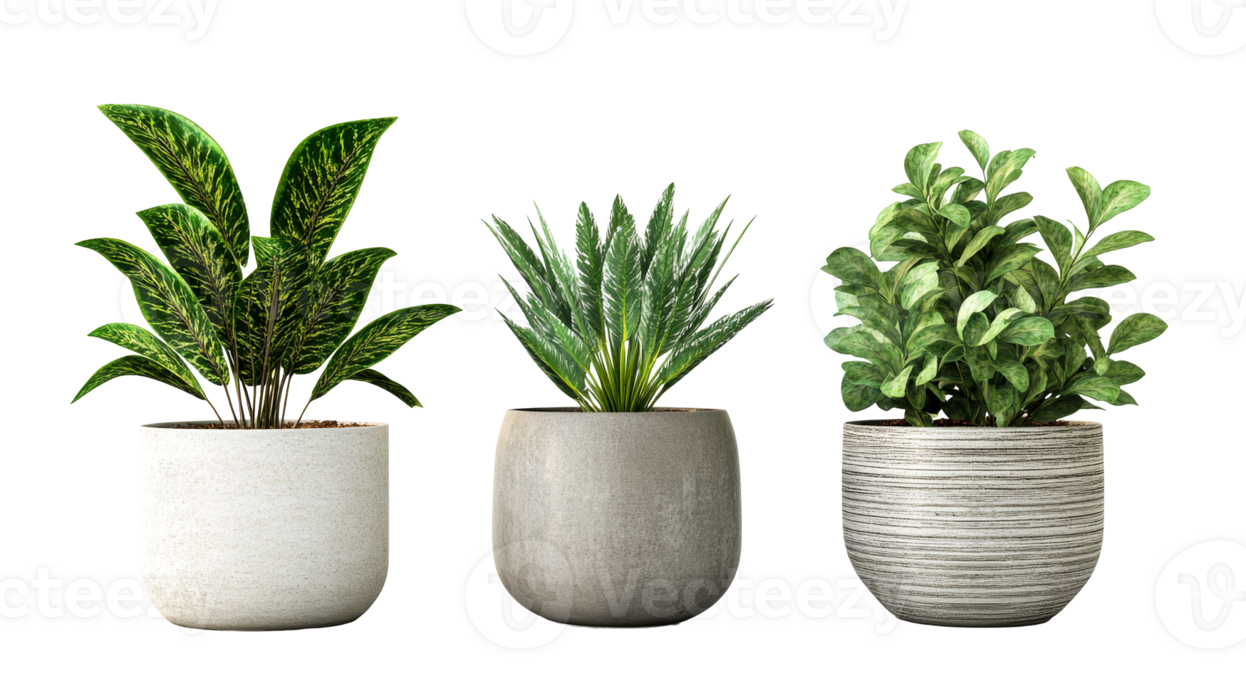 Three decorative houseplants in pots, interior decoration, cut out transparent png