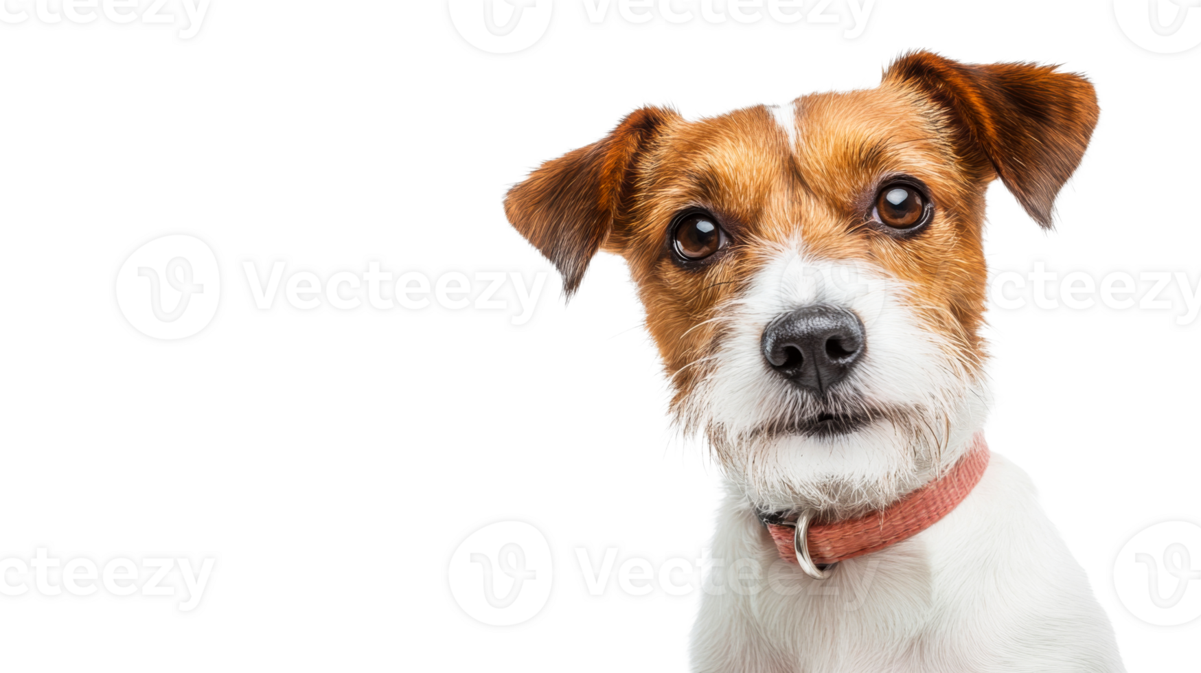 Adorable Jack Russell Terrier puppy portrait with a curious gaze, cut out transparent png