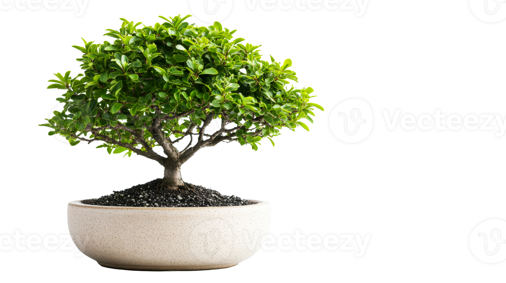 Bonsai tree in pot, green foliage, black background, cut out transparent png