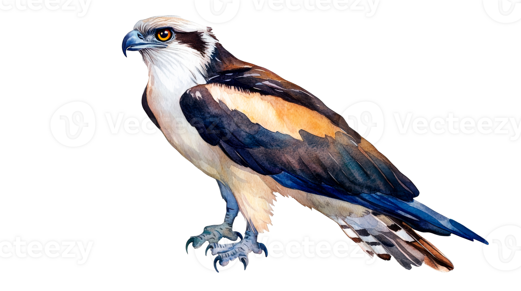 Majestic osprey watercolor art, wildlife illustration, bird portrait, cut out transparent png