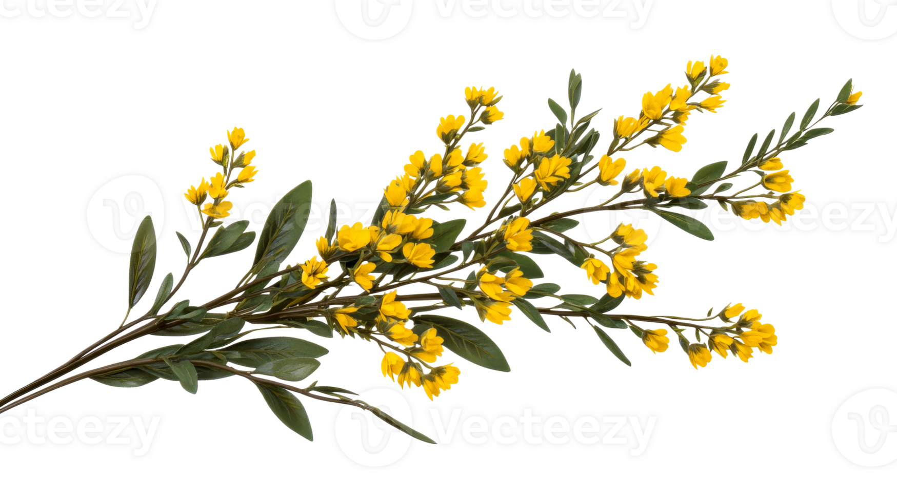 Decorative sprig with yellow flowers and green leaves, cut out transparent png