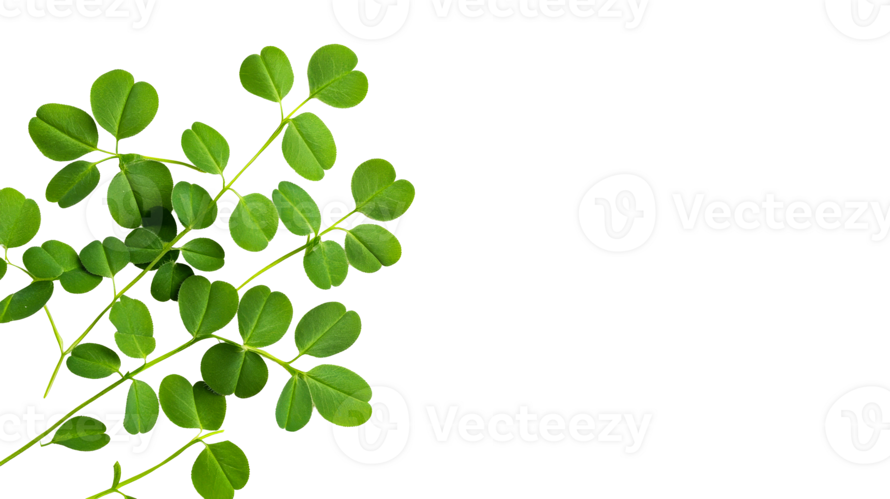 Moringa branch on black background, cut out transparent png