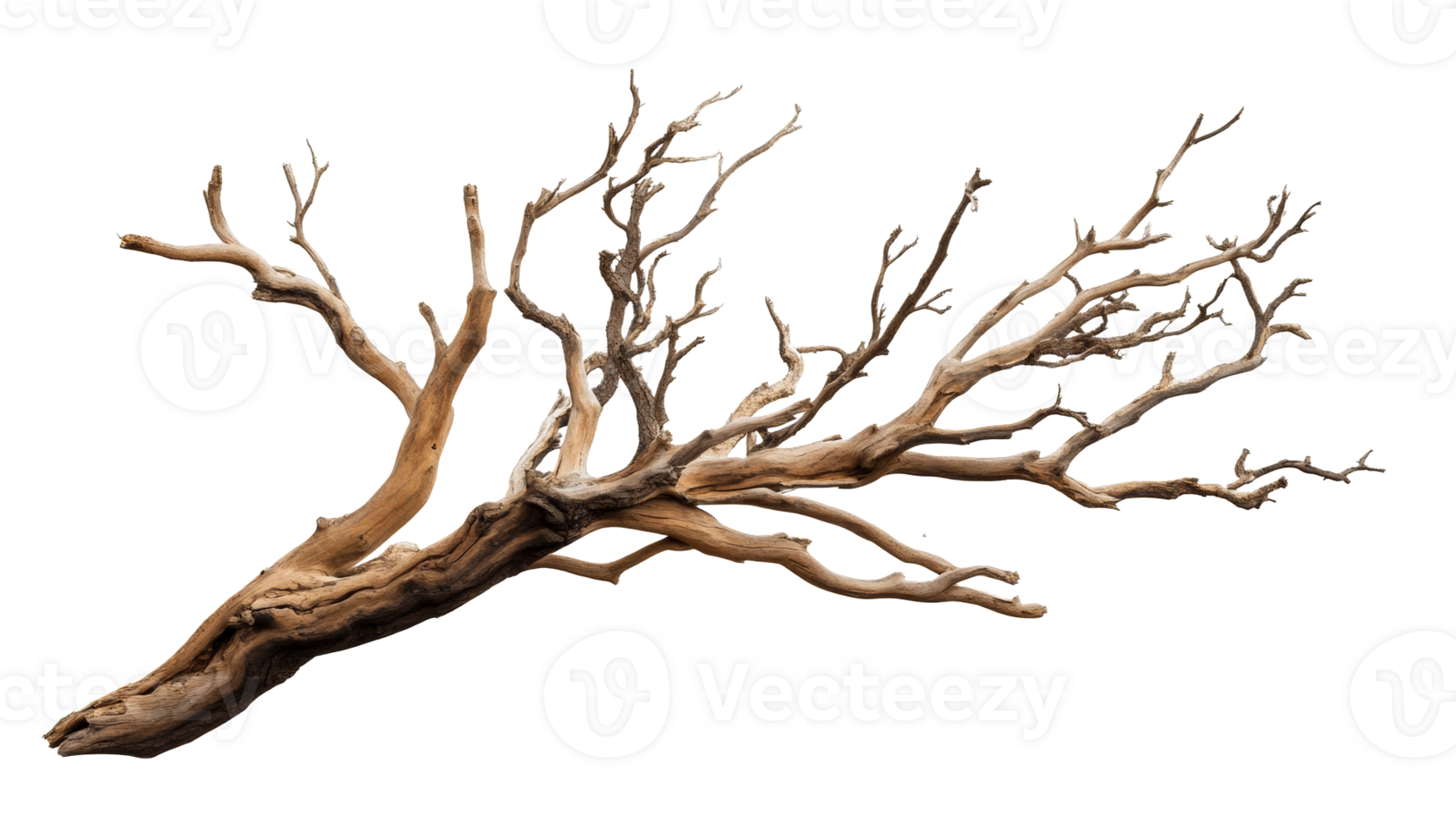 Aged Branch with Twisted Limbs, cut out transparent png