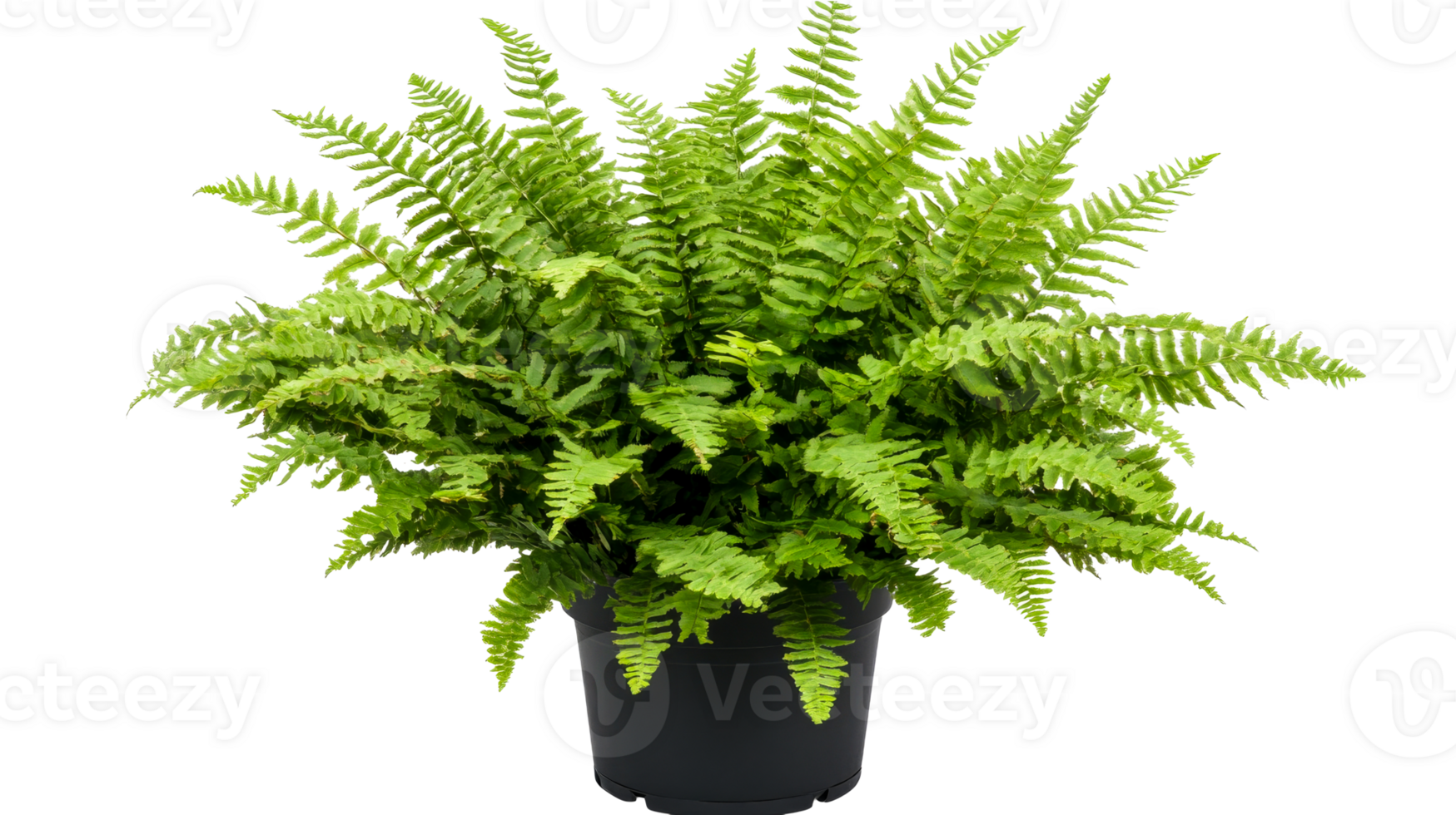 Lush Green Boston Fern Plant in a Black Pot, cut out transparent png