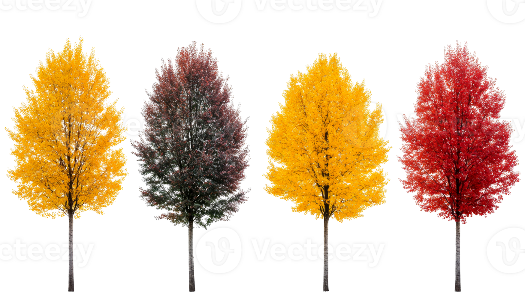 Autumn trees with colorful foliage in a row, cut out transparent png