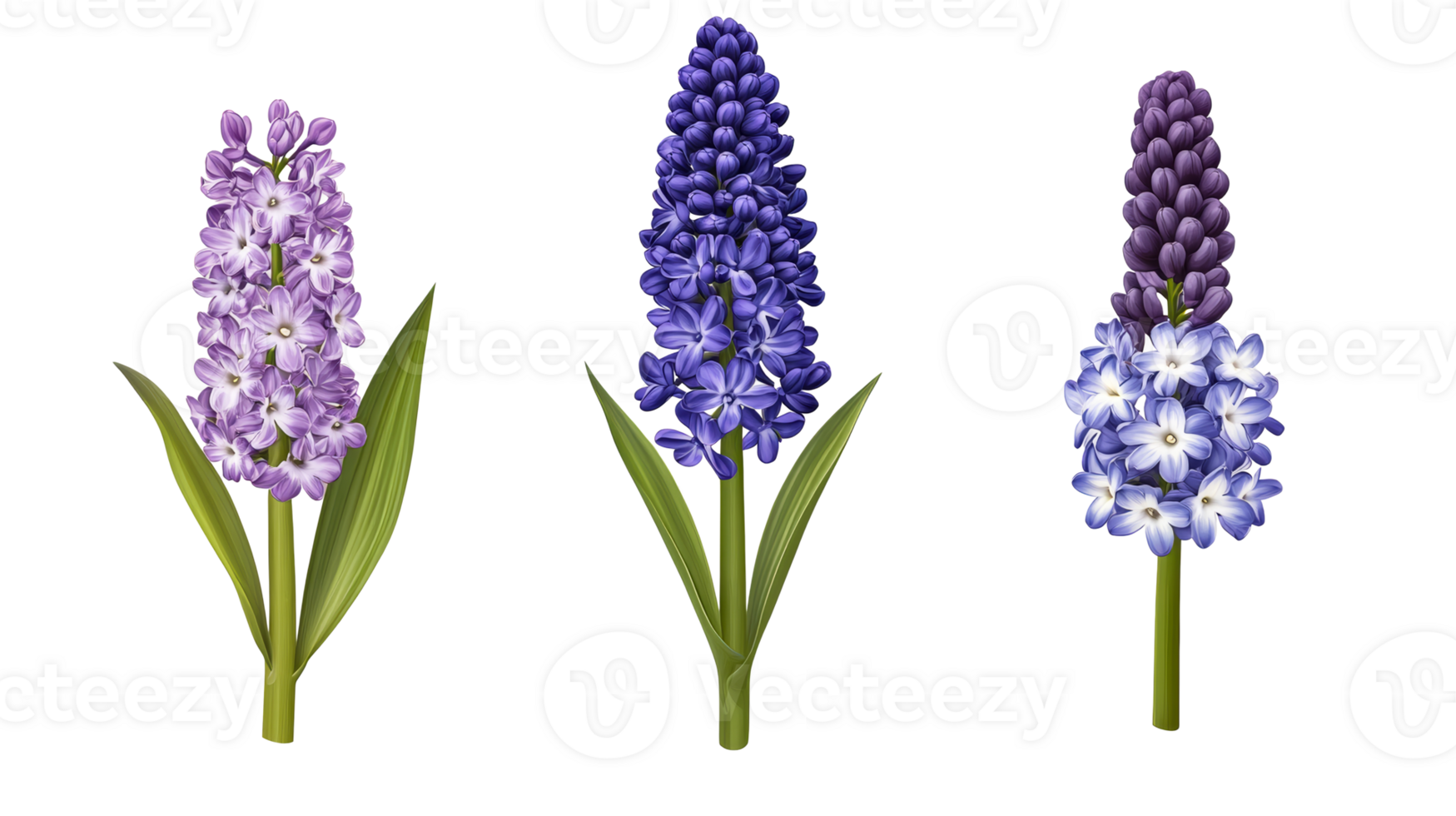 Hyacinth Flowers in Different Colors, cut out transparent png