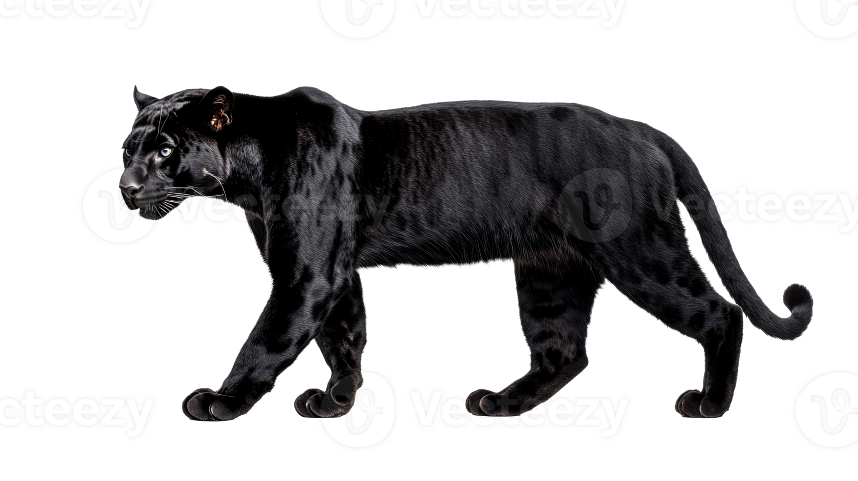 Striking black panther strides with grace, powerful physique, cut out transparent png
