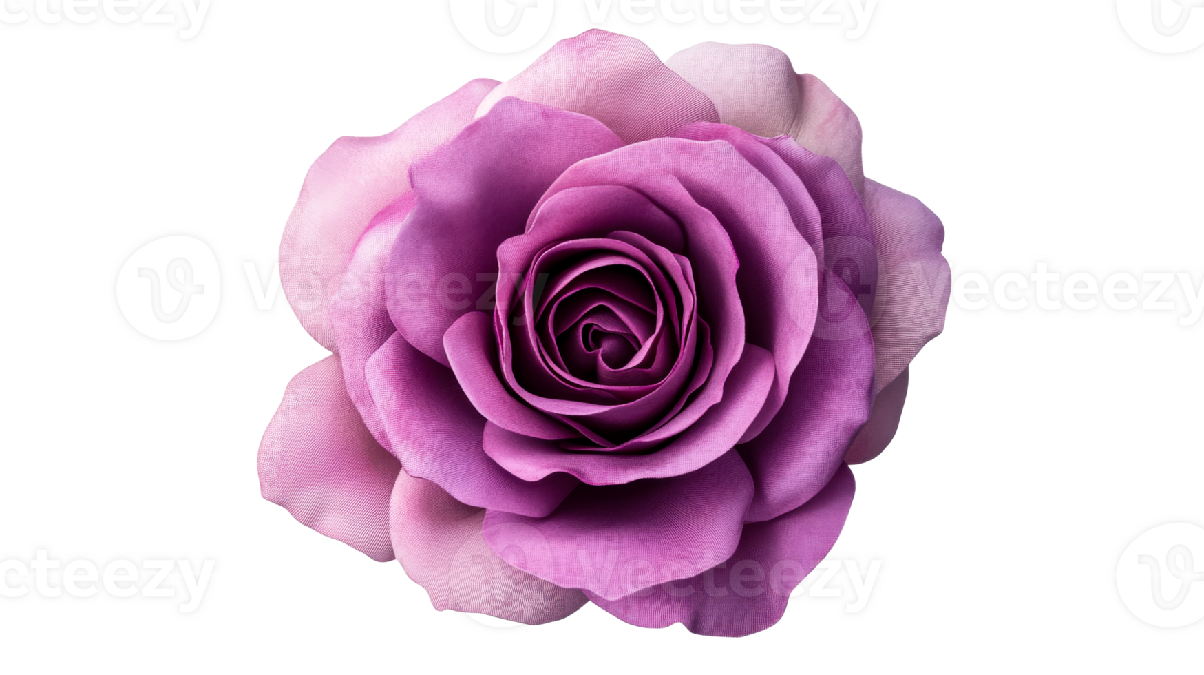 Purple rose blossom, freshness, delicate petals, romance, cut out transparent png