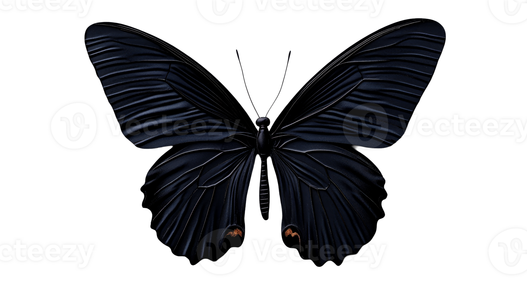 Striking butterfly with delicate wing patterns on black background, cut out transparent png