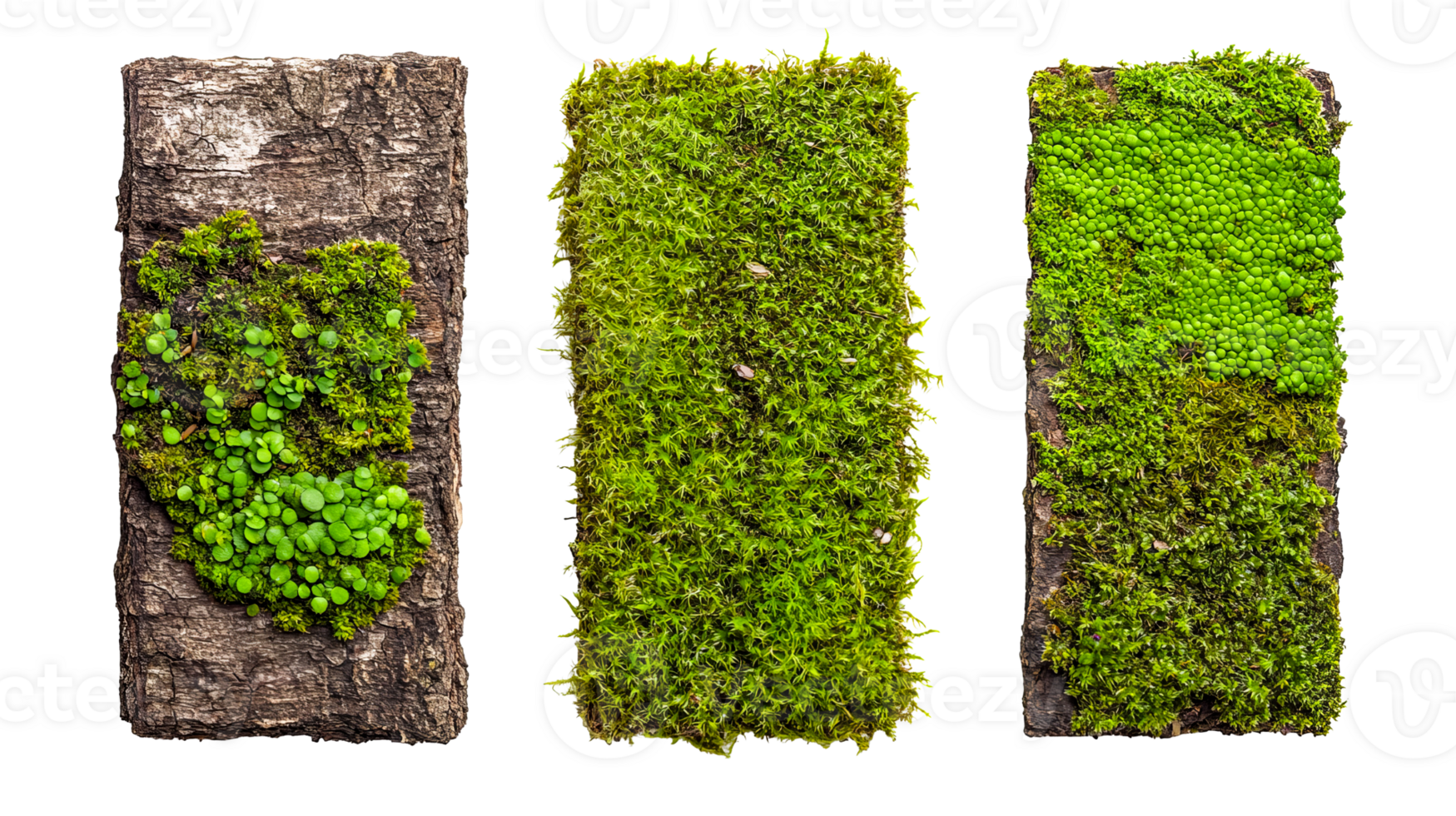 Rectangular moss on bark surfaces isolated on black, cut out transparent png